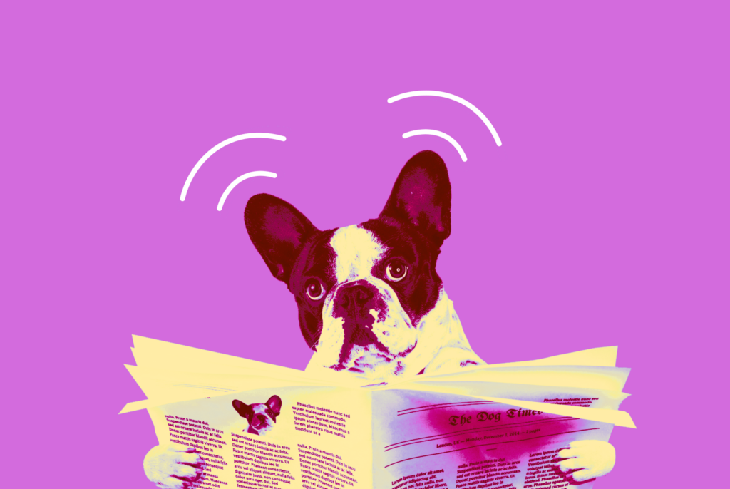 A Boston terrier reading a newspaper with cartoonish indicators over the ears that it is listening.